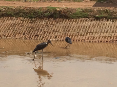 Leptoptilos crumenifer