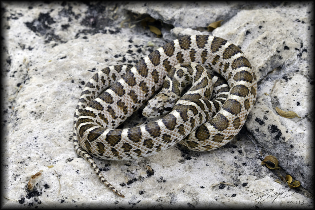 Kansas Glossy Snake (Snakes Of The Texas And Oklahoma Panhandles And ...