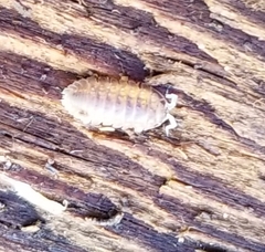 Armadilloniscus lindahli