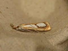 Catoptria pinella