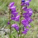 Rocky Mountain Penstemon - Photo (c) conniegrube, some rights reserved (CC BY-NC)