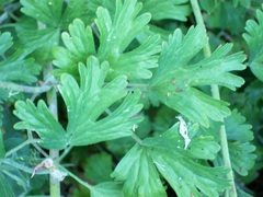 Aquilegia eximia