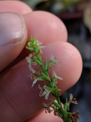 Platanthera ephemerantha
