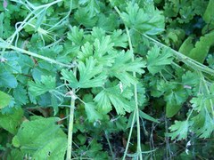 Aquilegia eximia
