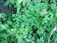 Aquilegia eximia