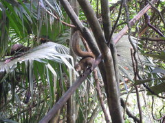 Sciurus aestuans ingrami
