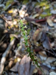 Platanthera ephemerantha