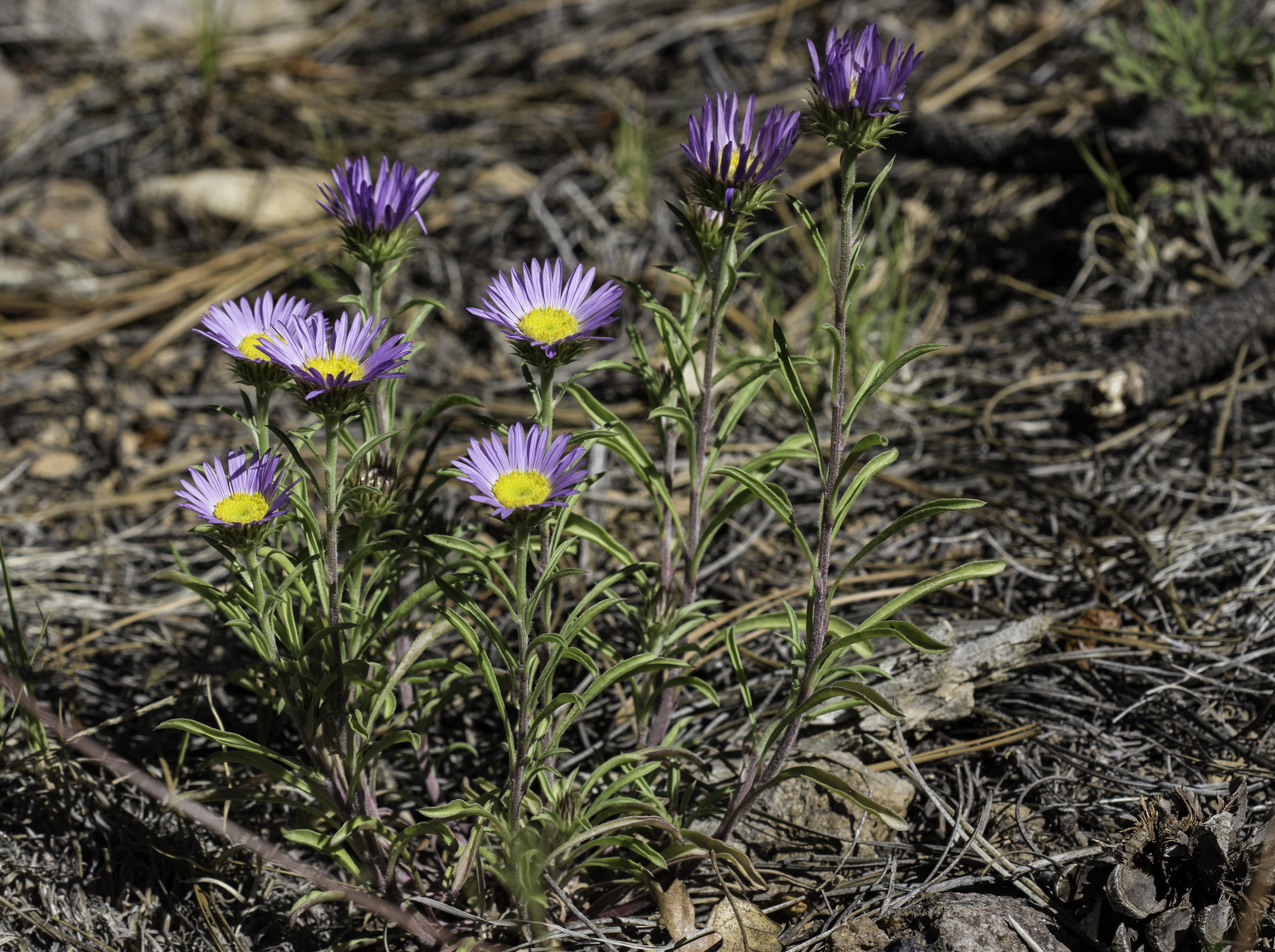 Townsendia eximia