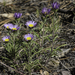 Townsendia eximia - Photo Δεν διατηρούνται δικαιώματα, uploaded by Craig Martin