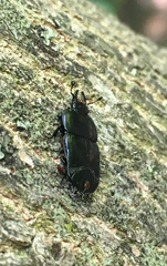 Hololepta aequalis
