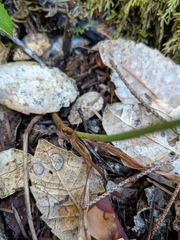 Platanthera ephemerantha