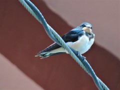 Hirundo rustica gutturalis