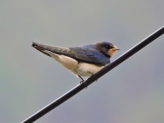 Hirundo rustica gutturalis