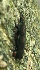 Hololepta aequalis
