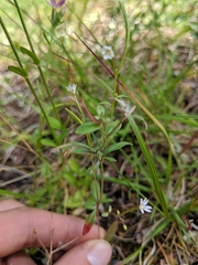 Epilobium hallianum