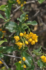 Barberry (Berberis argentinensis)