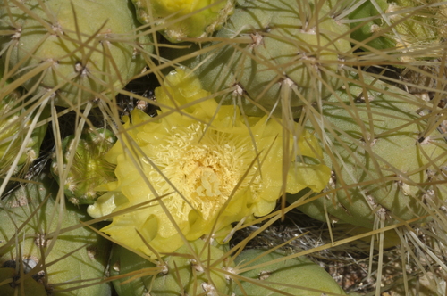 Cumulopuntia boliviana (Cumulopuntia boliviana)