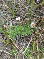 Erigeron hyssopifolius