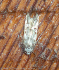 Endrosis sarcitrella