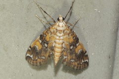 Elophila faulalis