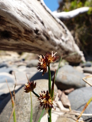 Juncus falcatus