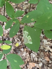 Leucanthiza dircella