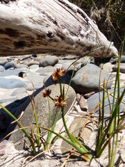 Juncus falcatus