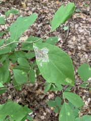 Leucanthiza dircella