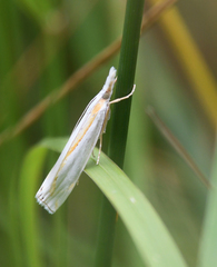 Crambus girardellus