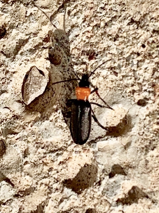 Eumecomera obscura
