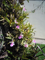 Miltonia spectabilis