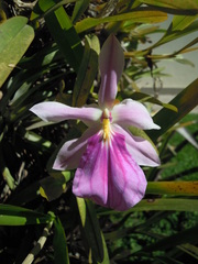 Miltonia spectabilis