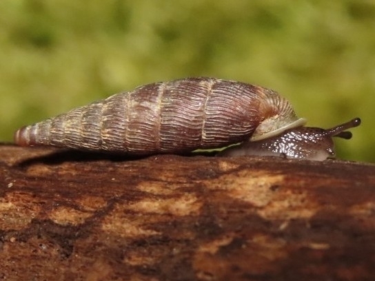 Macrogastra attenuata