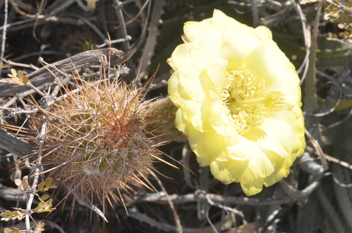Image of Trichocereus huascha by (c) aacocucci, some rights reserved (CC BY)