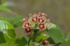 Jatropha excisa, photograph aacocucci, CC BY, iNaturalist via GBIF
