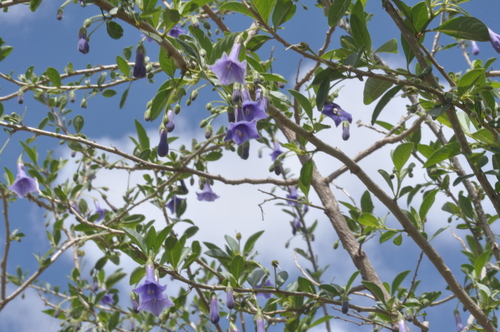 Eriolarynx australis, photograph 4