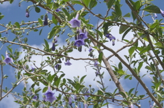 Eriolarynx australis, photograph aacocucci, CC BY, iNaturalist via GBIF