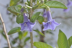 Eriolarynx australis, photograph aacocucci, CC BY, iNaturalist via GBIF
