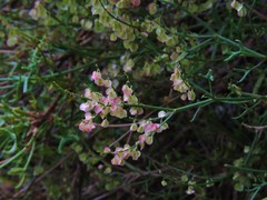 Rumex hastatus