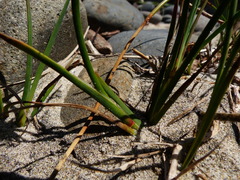 Juncus falcatus