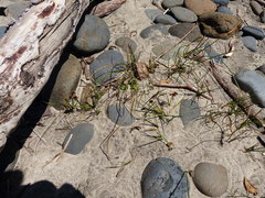 Juncus falcatus