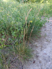 Festuca trachyphylla