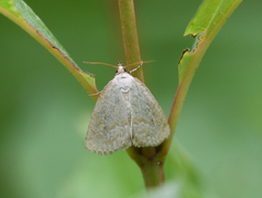 Protodeltote albidula