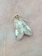 Elophila gyralis