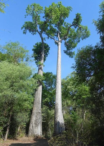 za baobab