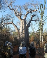 Adansonia