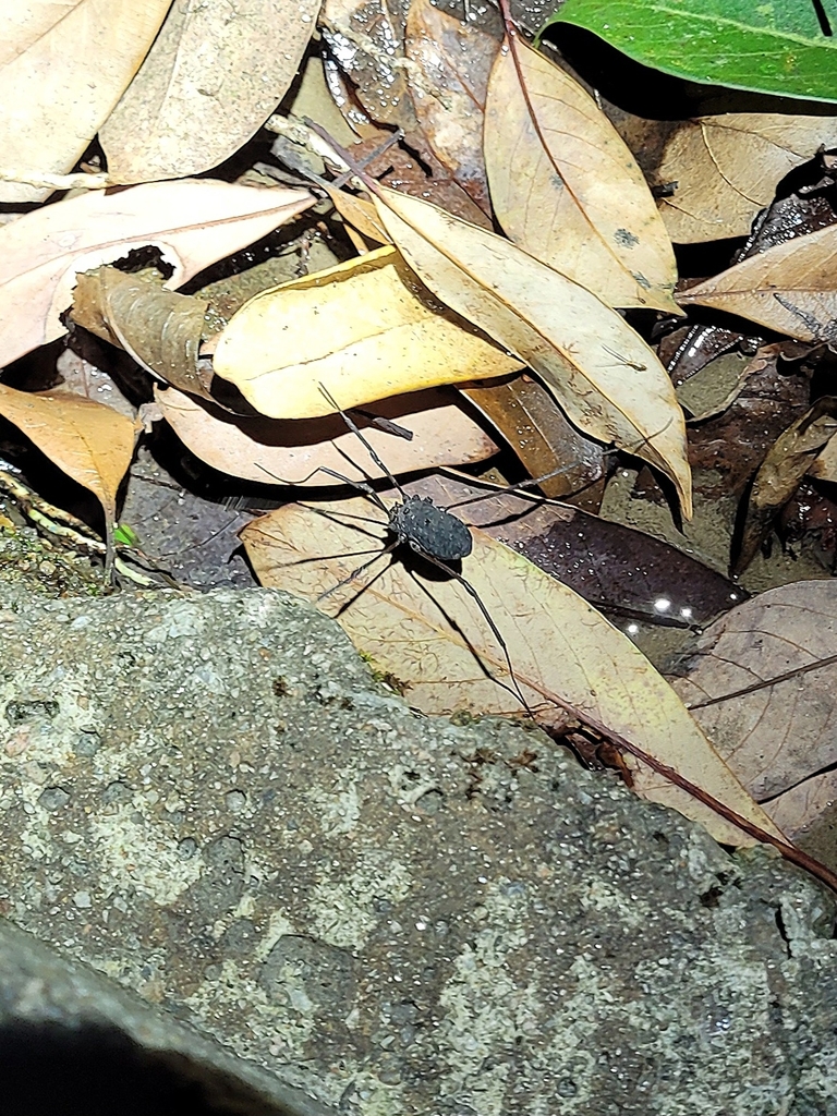 Melanopula