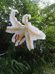 Lilium formosanum