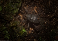 Onidistus araneus