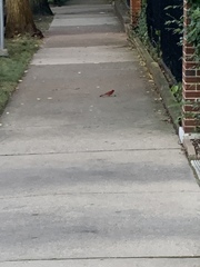 Cardinalis cardinalis